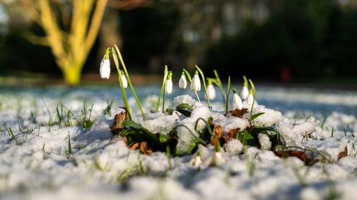 A close-up photo of snowdrops poking through snowy ground on a crisp, bright sunny winter day